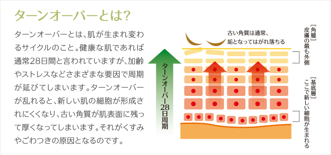 ターンオーバーを正常なサイクルに｜ビューティコラム｜株式会社