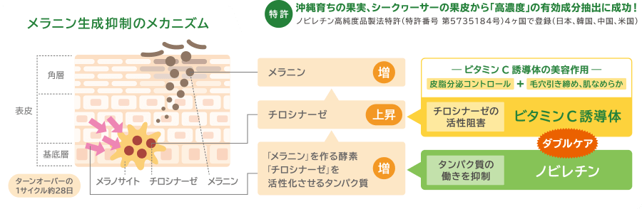 メラニン生成抑制のメカニズム