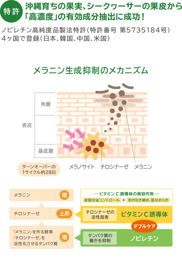 メラニン生成抑制のメカニズム